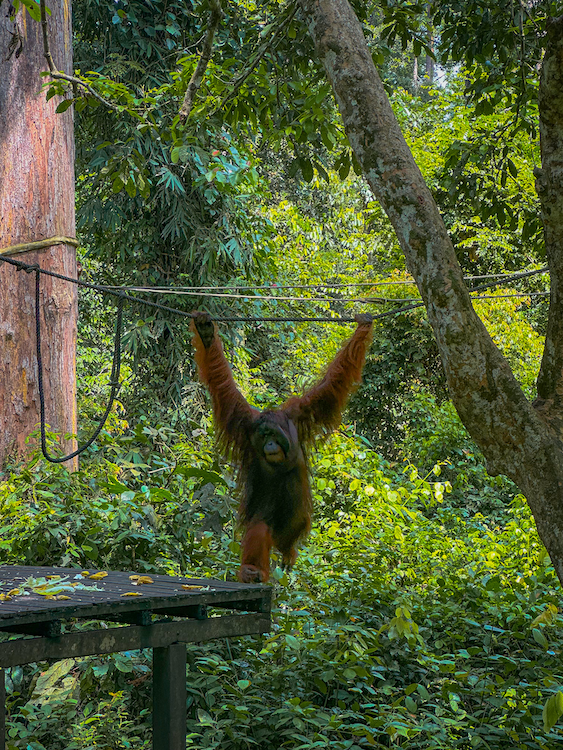 Male Orangutan - Sepilok Orangutan Sanctuary