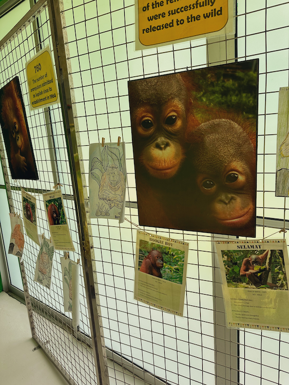 Sepliok Orangutan Sanctuary