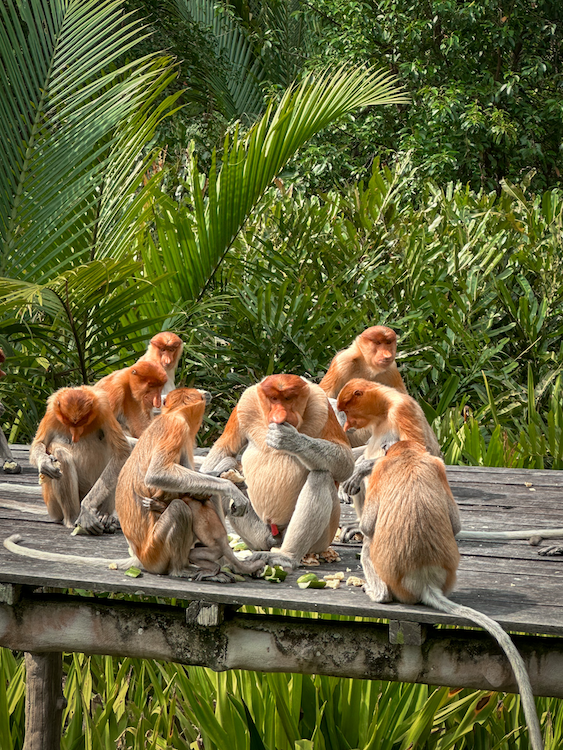 Proboscis Monkey feeding - Proboscis Sanctuary