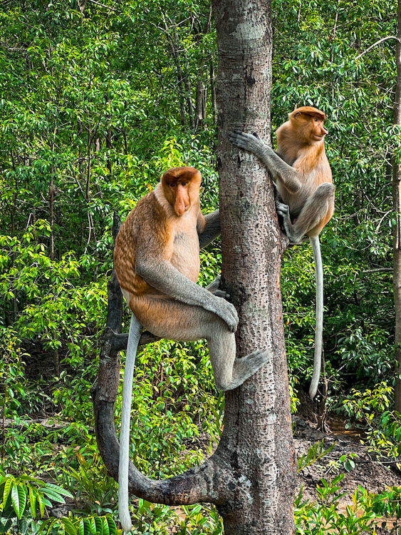 Proboscis Monkey Sanctuary
