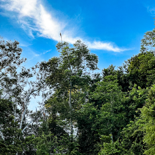 Kinabatangan River Tour