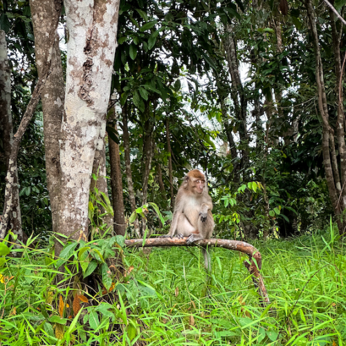 Kinabatangan River Tour